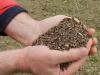 buckwheat